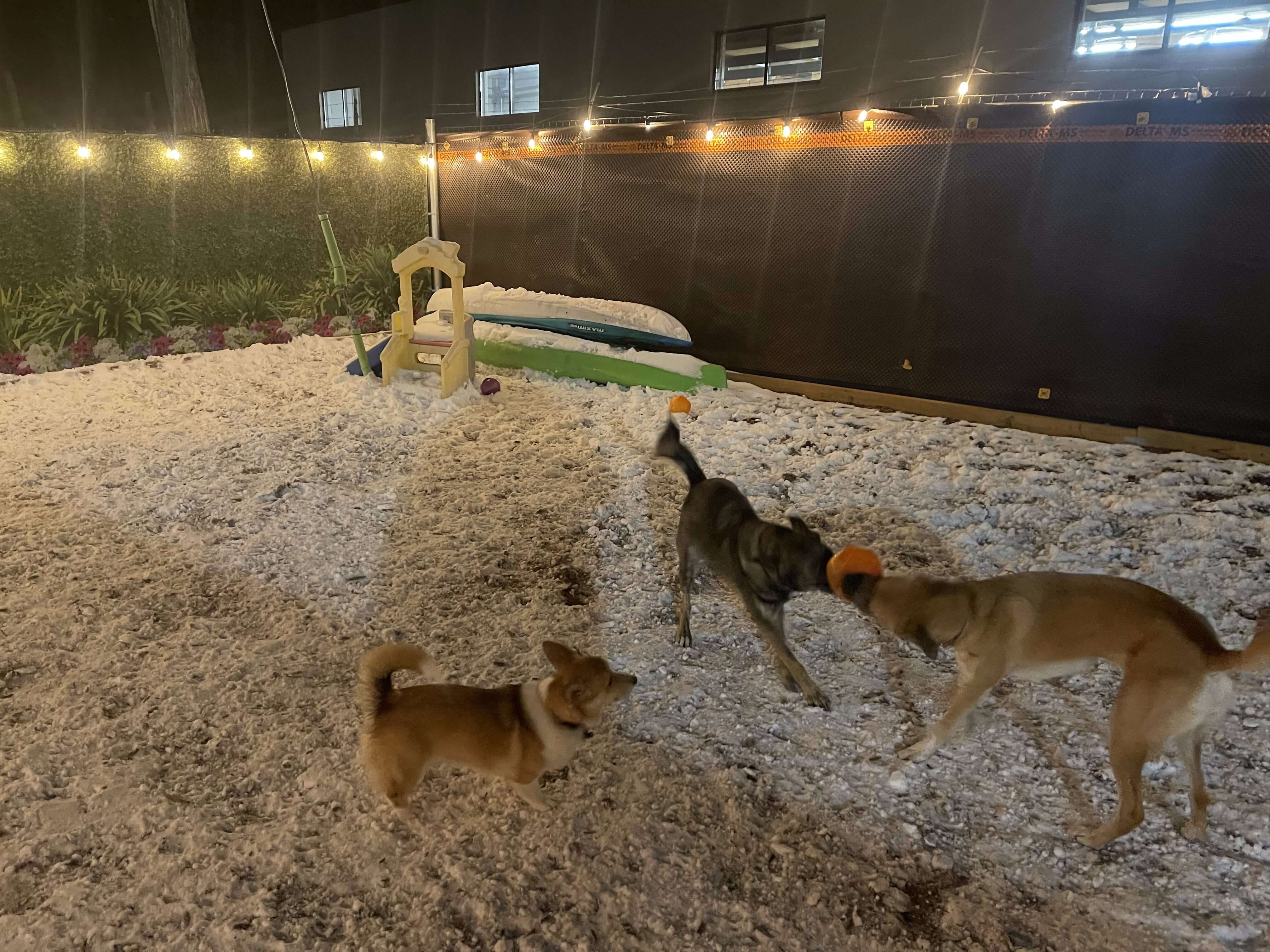 playday pups dog boarding