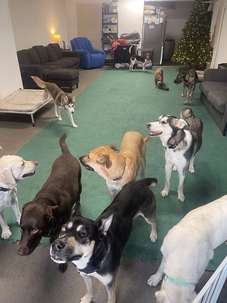 playday-pups-dog-daycare dog daycare inside
