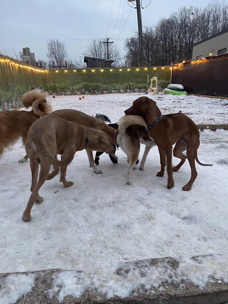 playday-pups-dogs-playing-in-the-snow playday-pups-dogs-playing-in-the-snow