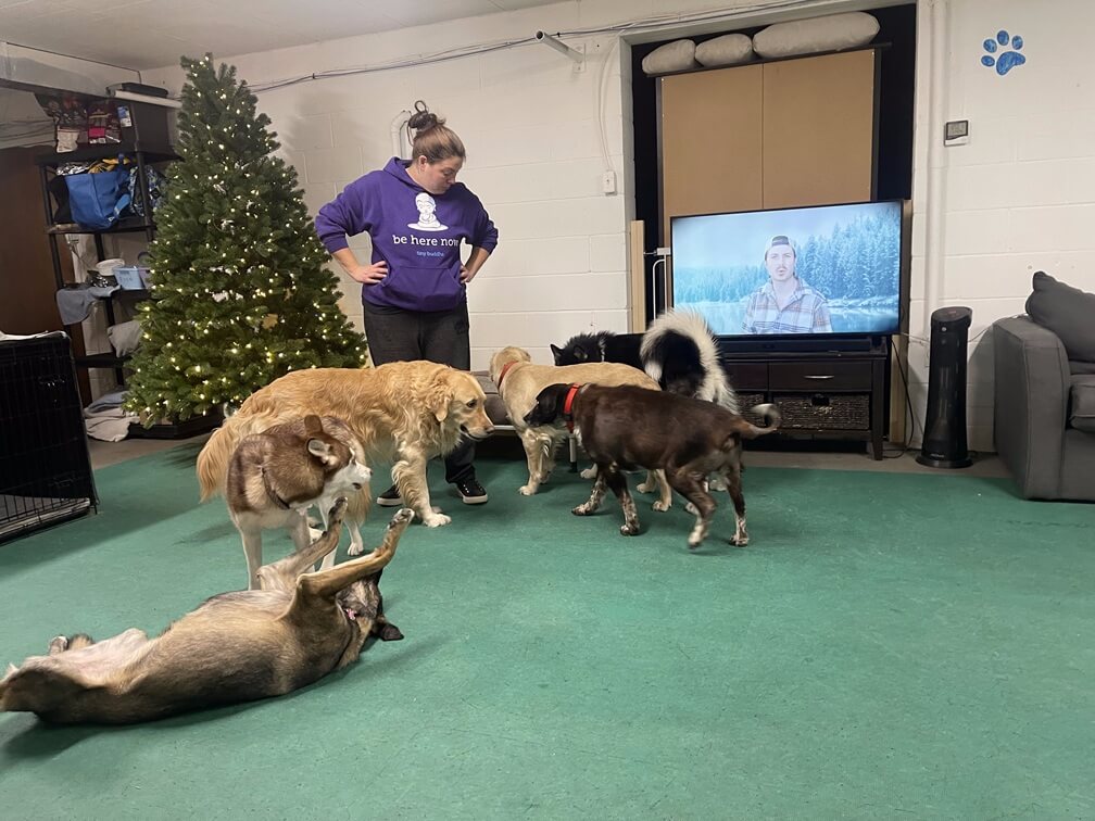 playday-pups-dogs-playing-inside