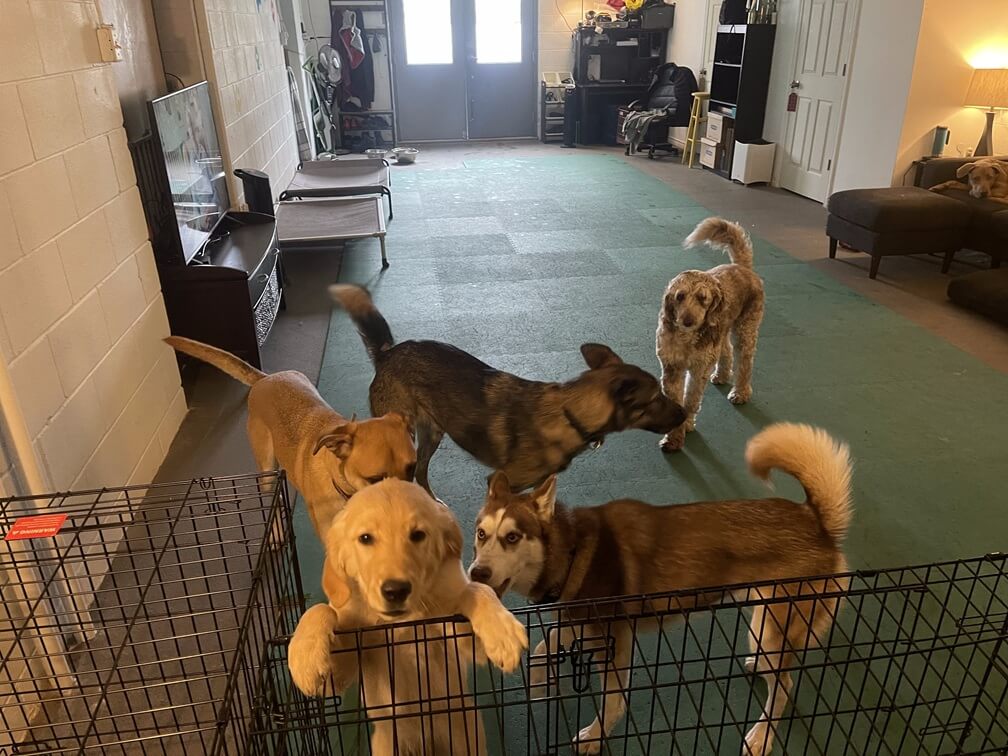 Playday Pups Inside Rear View