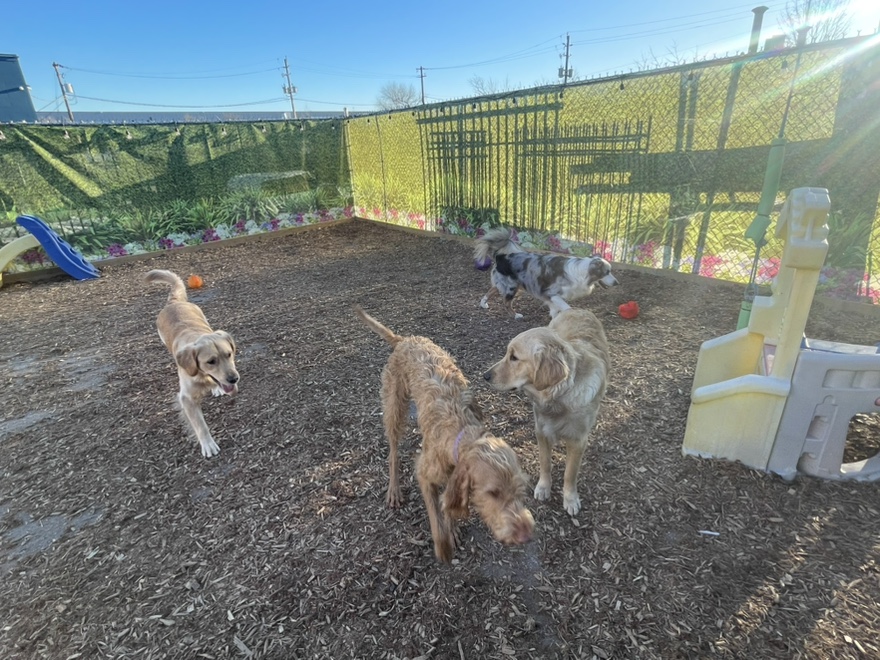 Burlington Dog Daycare