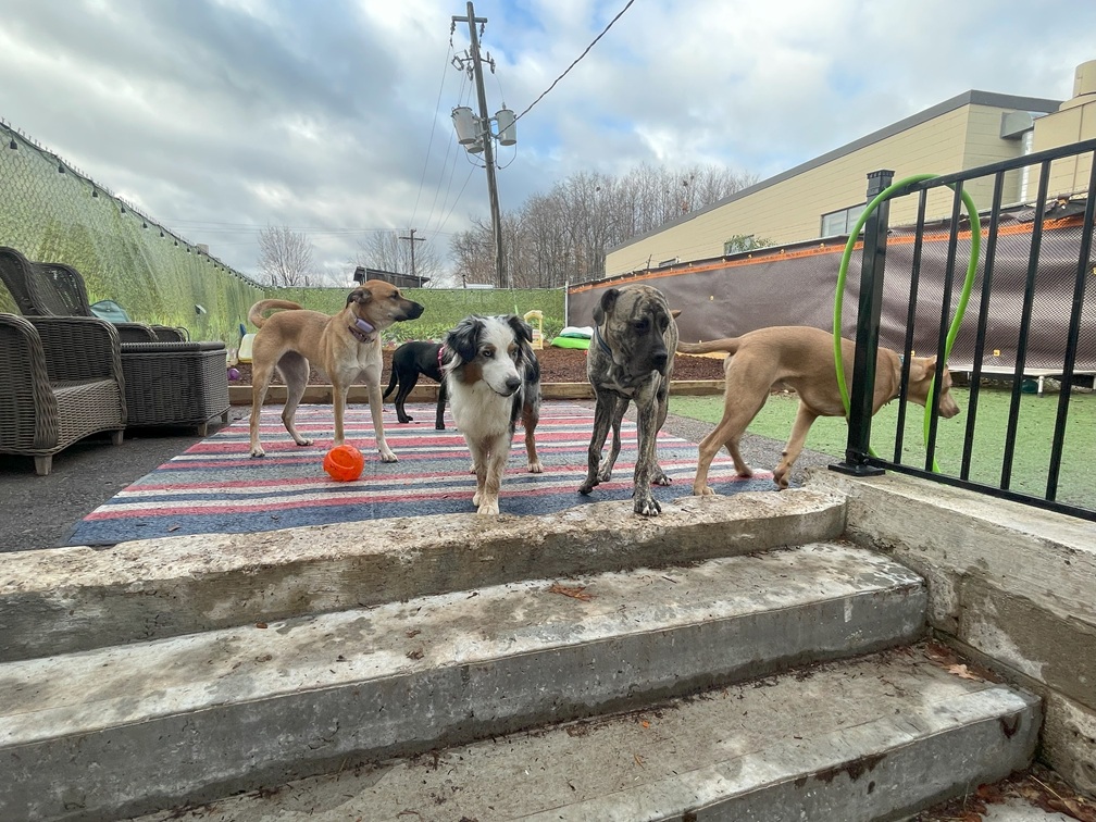dogs at play