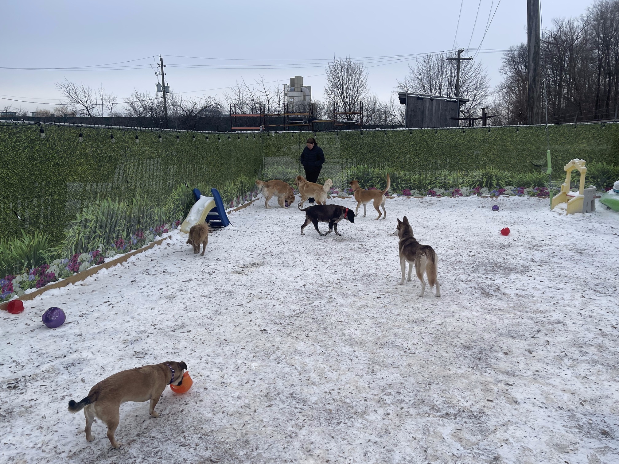 dogs-playing-in-snow