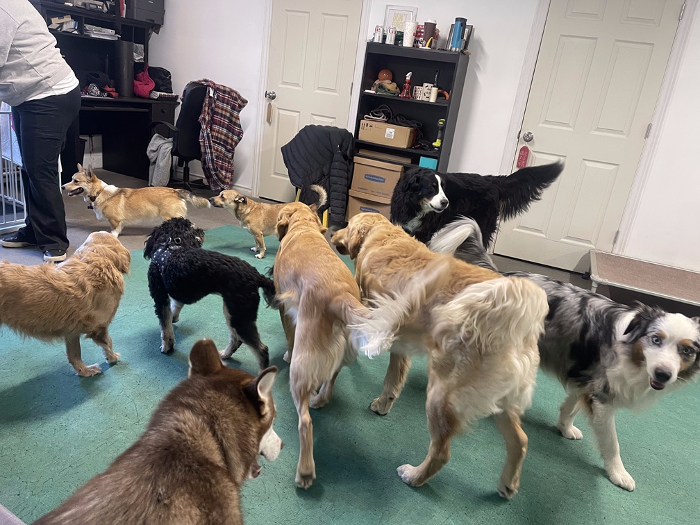 dog daycare in Burlington Ontario
