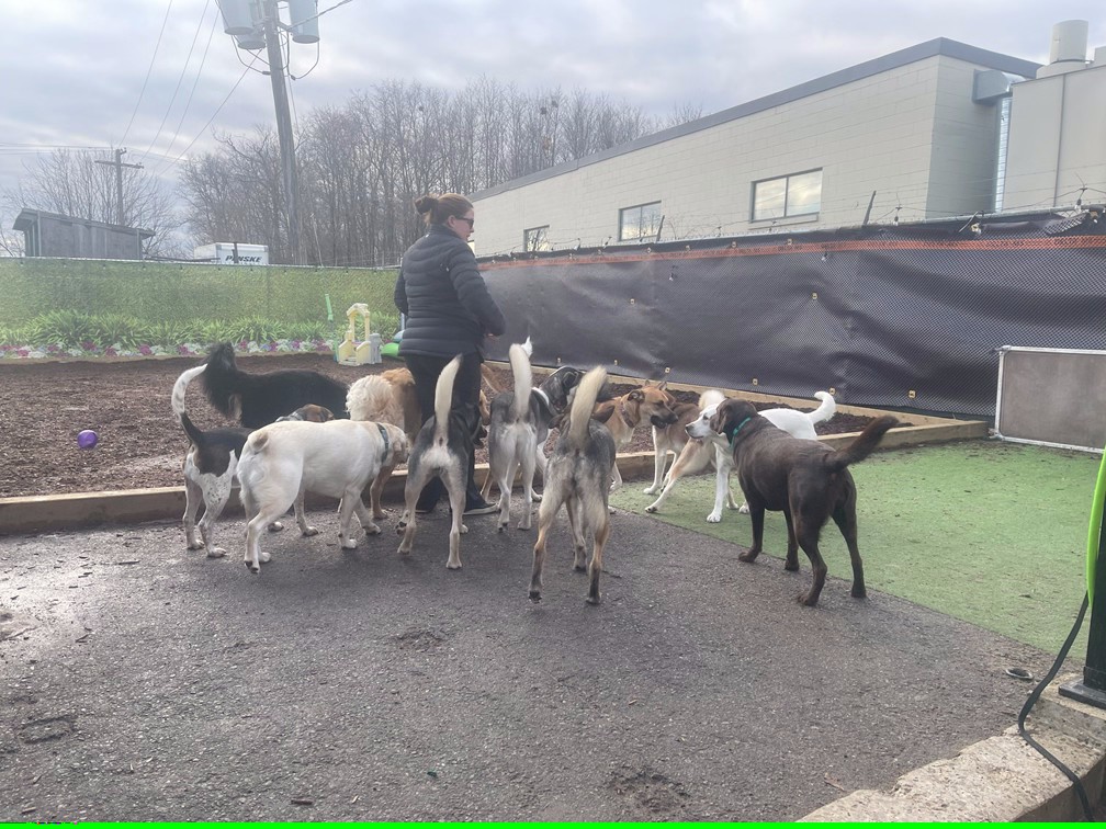 playday-pups-lots-of-dogs