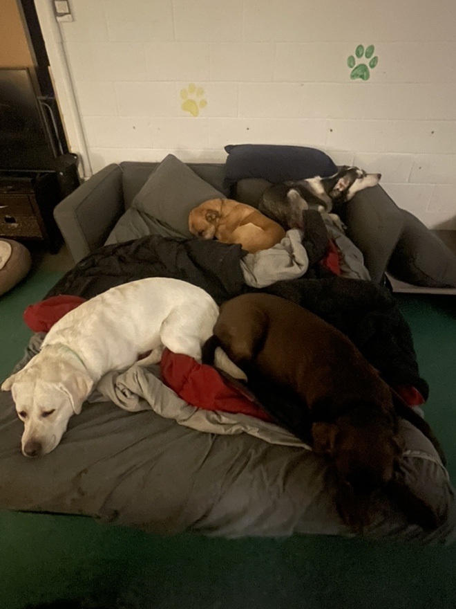 playdaypups-a-better-dog-kennel Playday Pups a Better Dog Kennel
