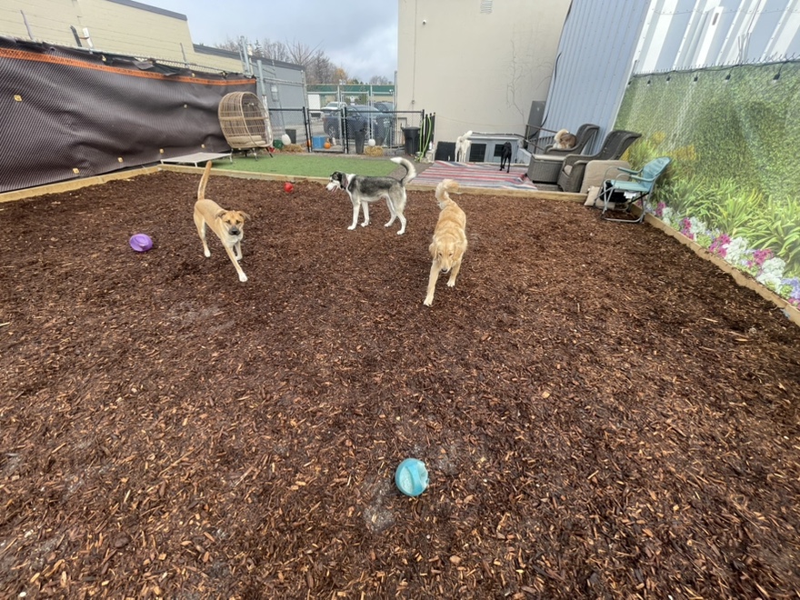 playday pups dog daycare and boarding in burlington