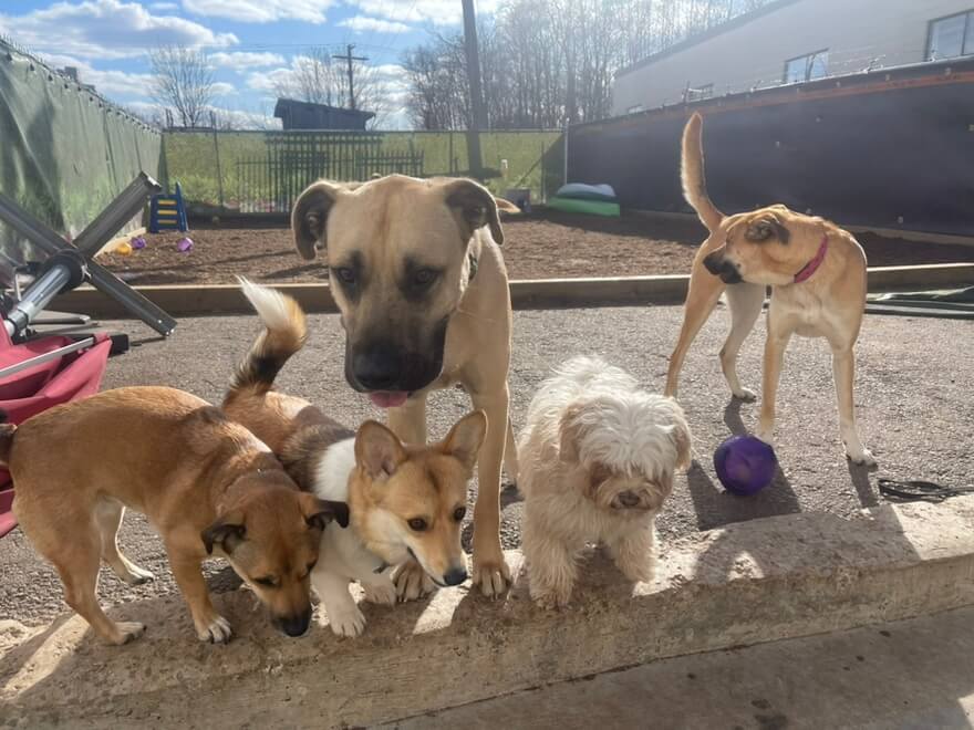 cute dogs
