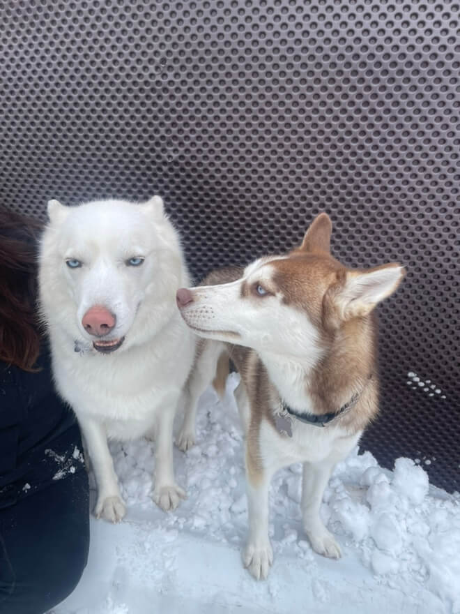 huskies at playday pups