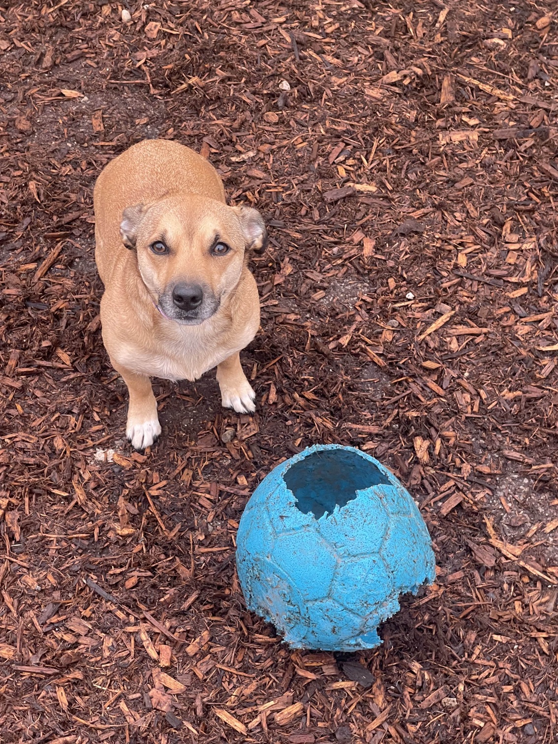 Kaya