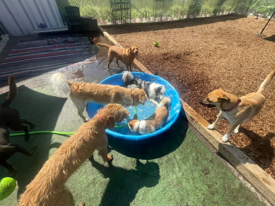 dogs playing in the pool