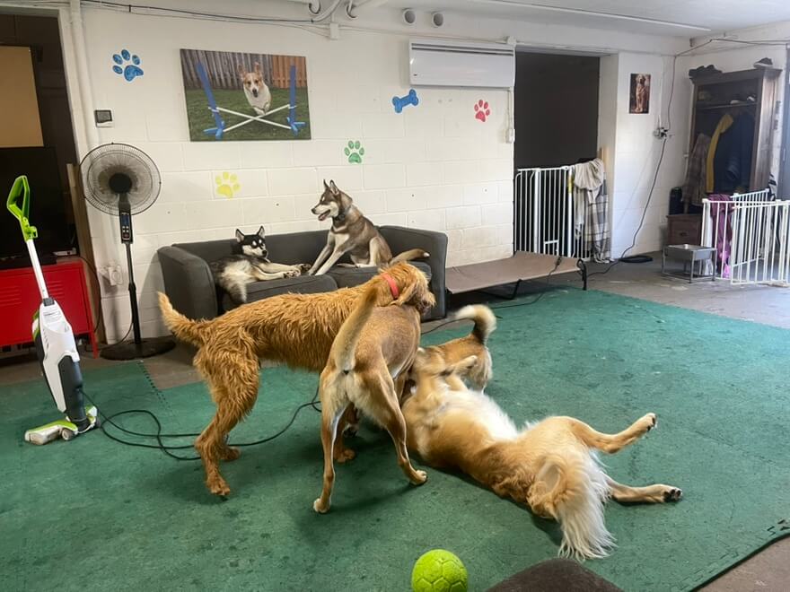 dogs-playing-inside