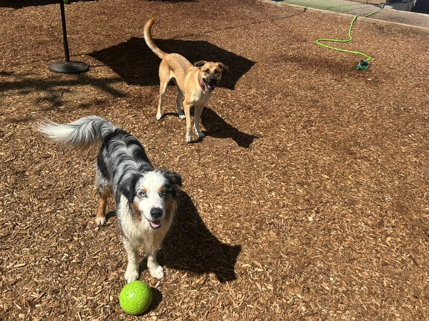 Lola and Marty outside at Playday Pups